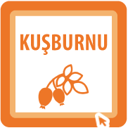 Kuşburnu