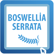 Boswellia Serrata